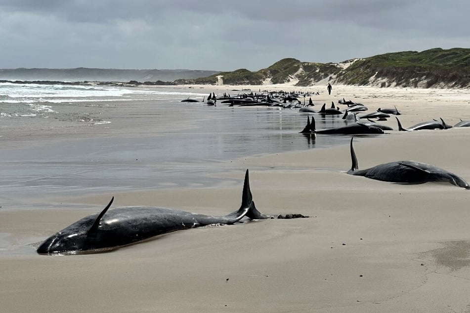 A pod of dolphins is pictured stranded on a beach near Arthur River on the west coast of Tasmania.