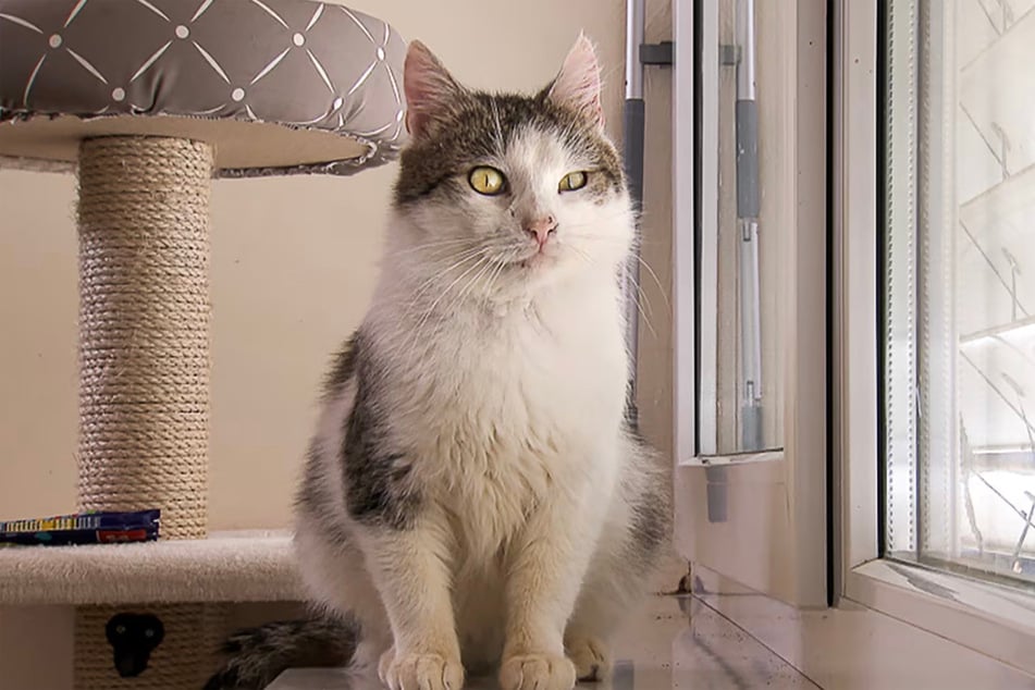 Ralfi lebte vor seinem Aufenthalt im Tierheim Burg auf der Straße.