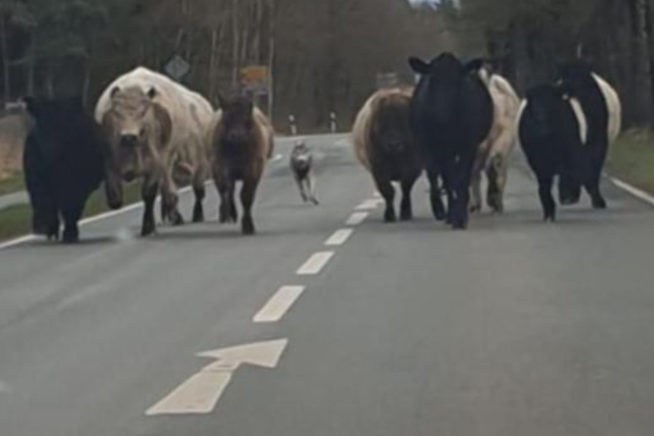 Vermutlich wurden die Rinder von einem Wolf gejagt.