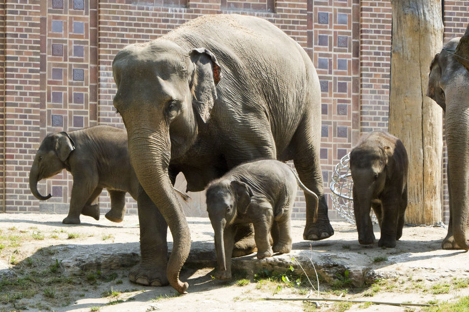 Die Elefantentaufe ist langjährige Tradition im Zoo Leipzig. Bereits drei Jungtiere gibt es dort und das Vierte ist schon auf dem Weg.