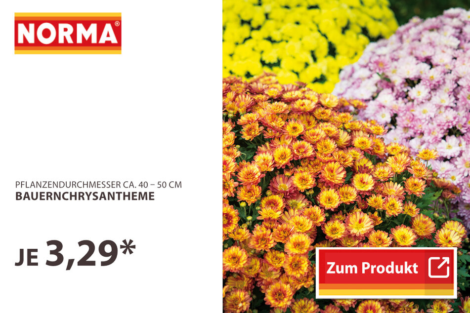 Bauernchrysantheme