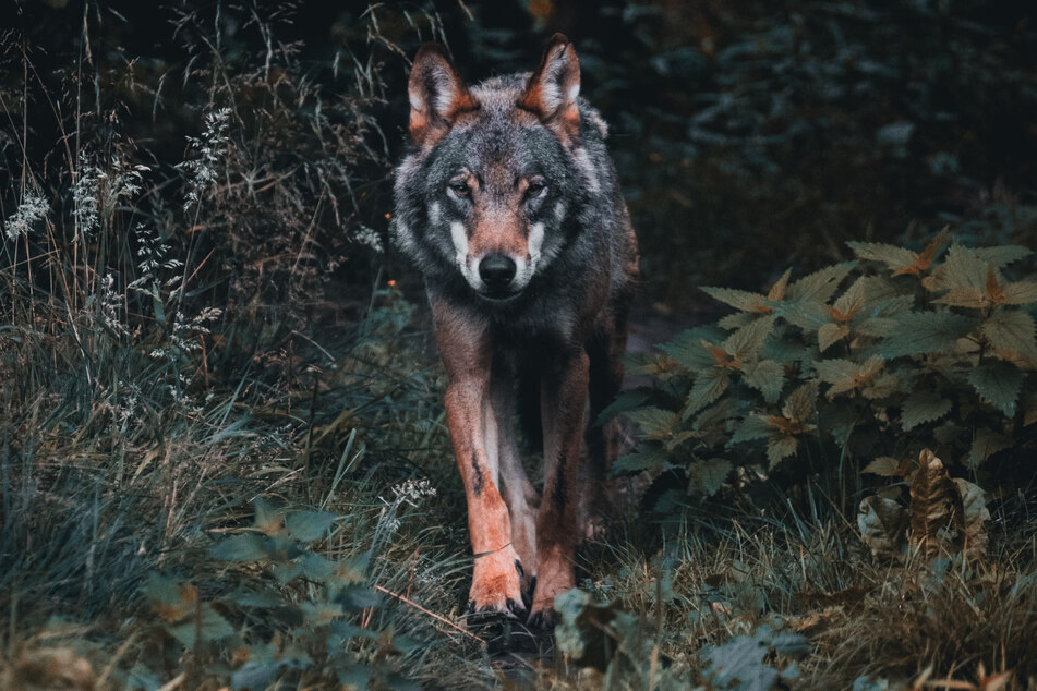 Wird die Wölfin dauerhaft im Sachsenwald bleiben? (Symbolbild)