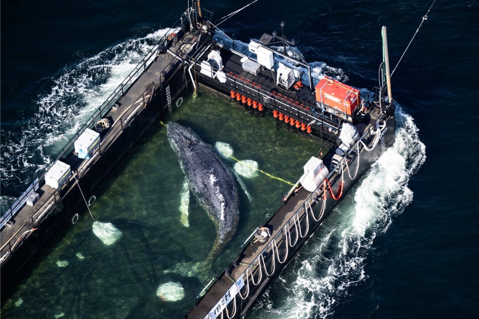 Der Buckelwal wurde in einem aufwendigen Rettungsversuch aus der Wismarer Bucht in die Nordsee geschleppt.