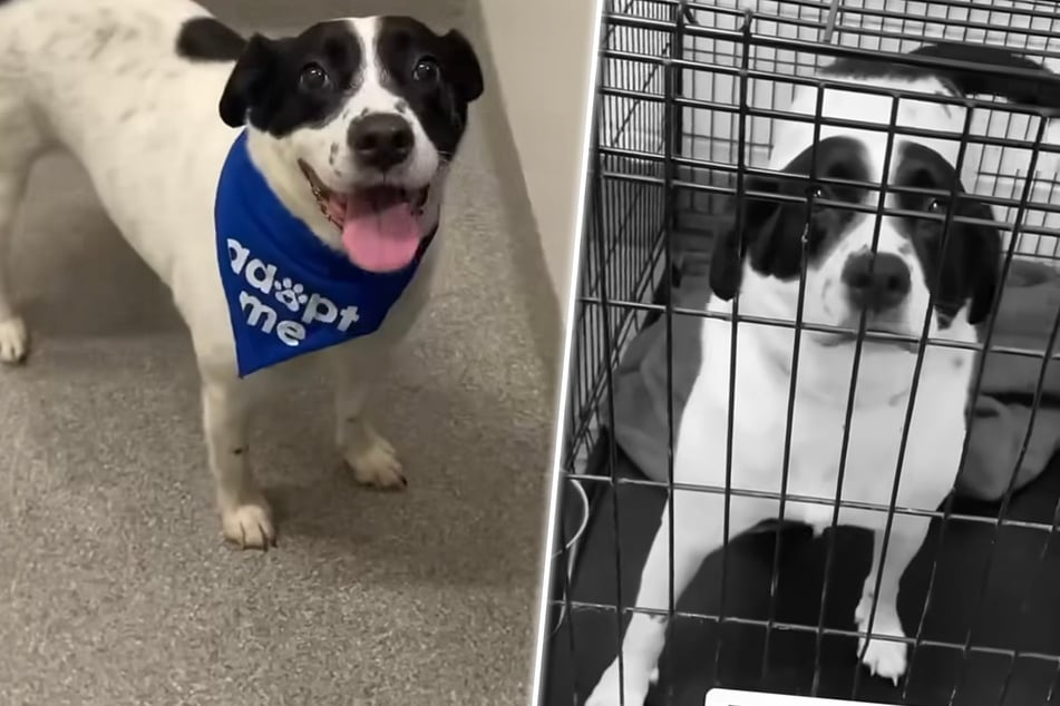Trauriger Grund: Hündin wird nach Adoption zurück ins Tierheim gebracht