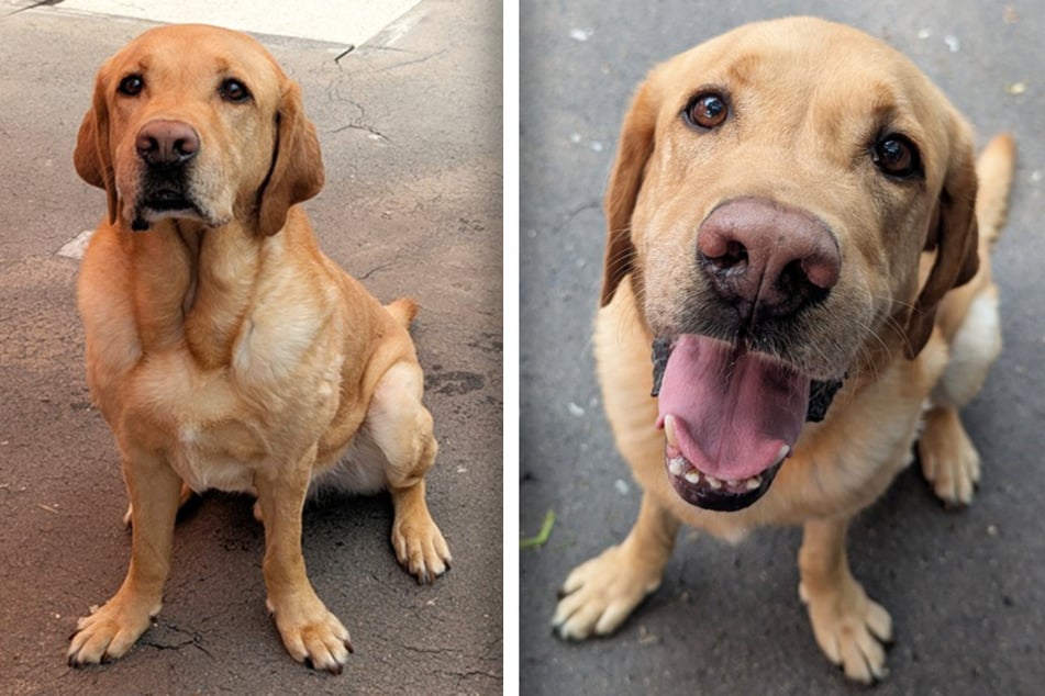 Hund Guinness sucht ein Zuhause.