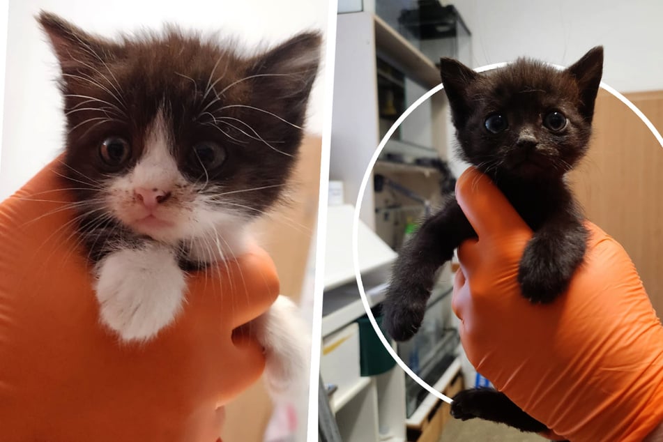 Defensores de los animales al borde de las lágrimas: ¡Siete gatitos moribundos descartados como basura!