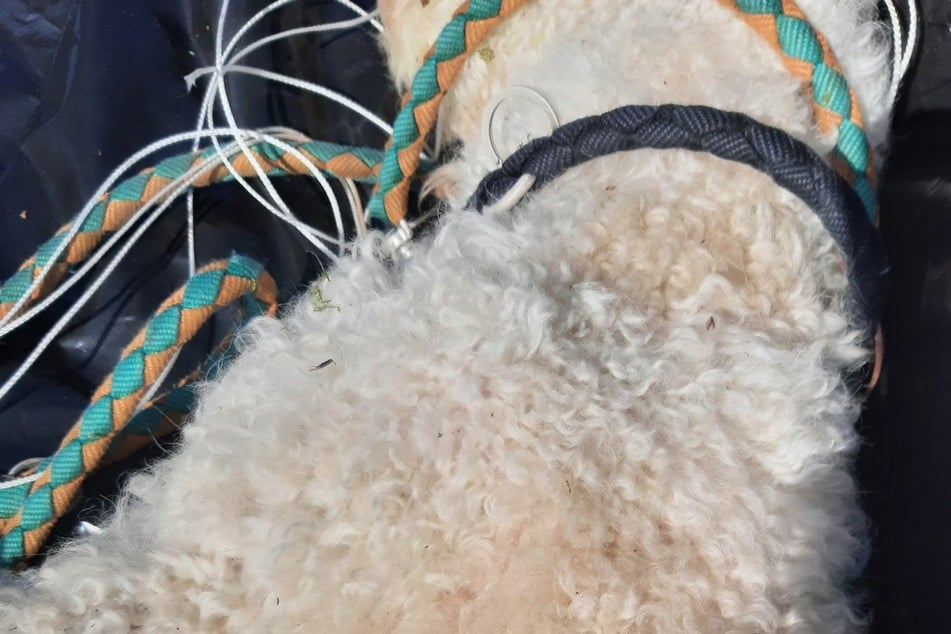 Im April 2025 meldete die Polizei Flensburg, dass ein erhängter Hund in einem Waldstück am Engelsbyer Weg in Flensburg gefunden wurde.