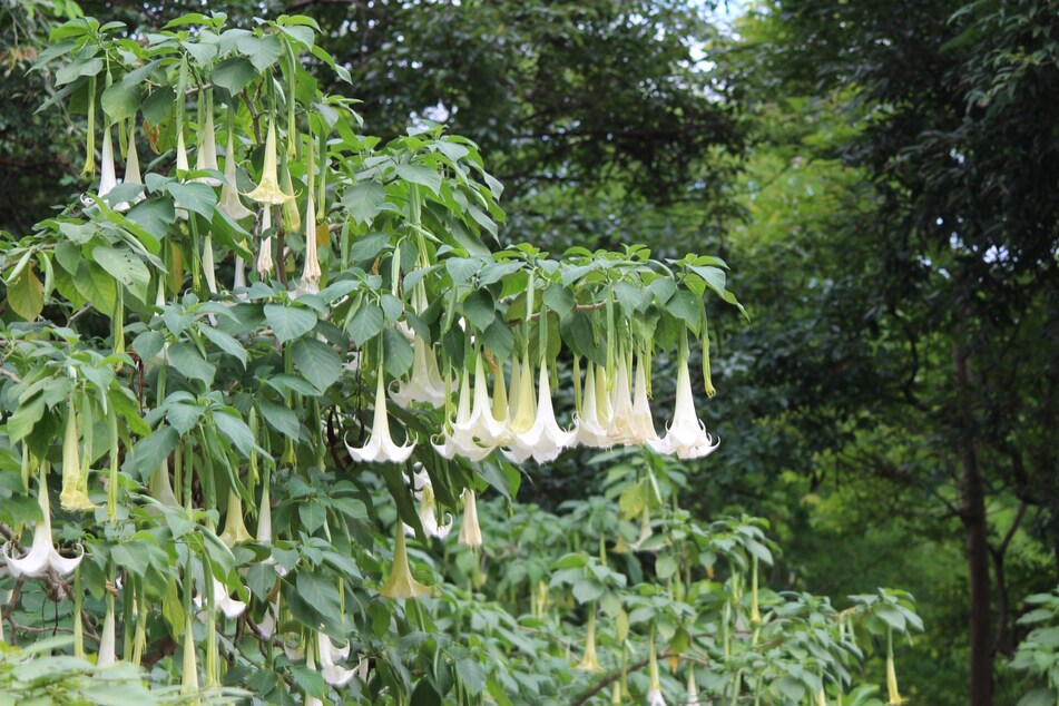 Charakteristisch für diese Giftpflanze sind ihre langen, zu Boden hängenden Blütenkelche in Trompetenform.