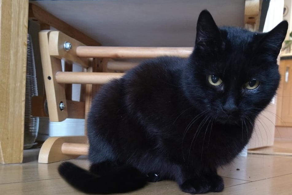 Bella the cat disappeared from her home in Dunfermline almost four years ago.