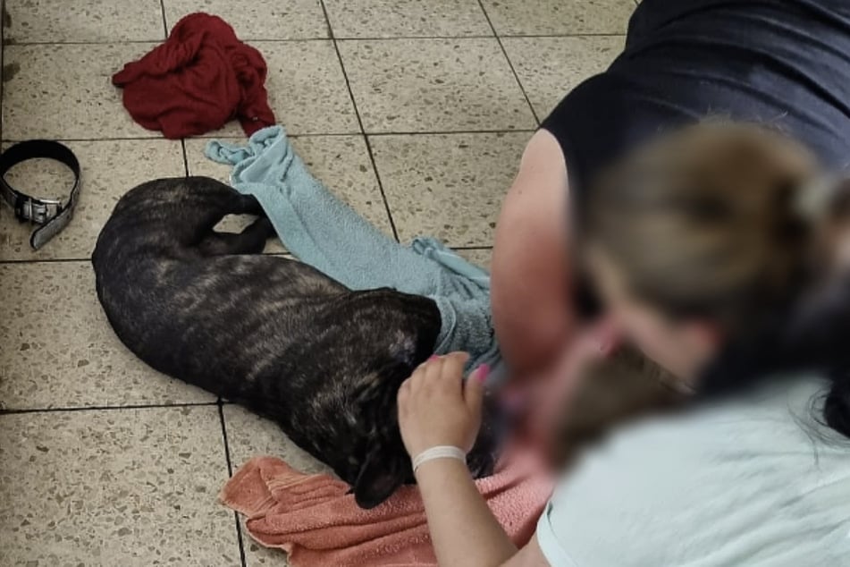 Die arme Französische Bulldogge in der Klinik in Duisburg mit ihren Besitzern.