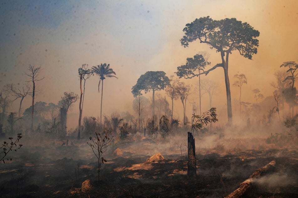 Verwandelt sich der Amazonas in eine Savanne? Forscher kommen zu dramatischen Erkenntnissen!