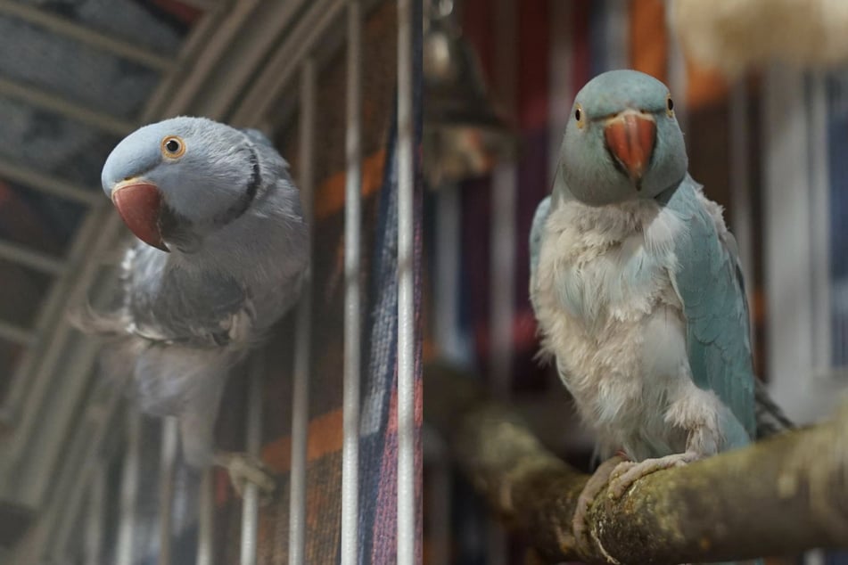 Blue und Livia (r.) haben sich im Tierheim Hamburg ineinander verliebt.