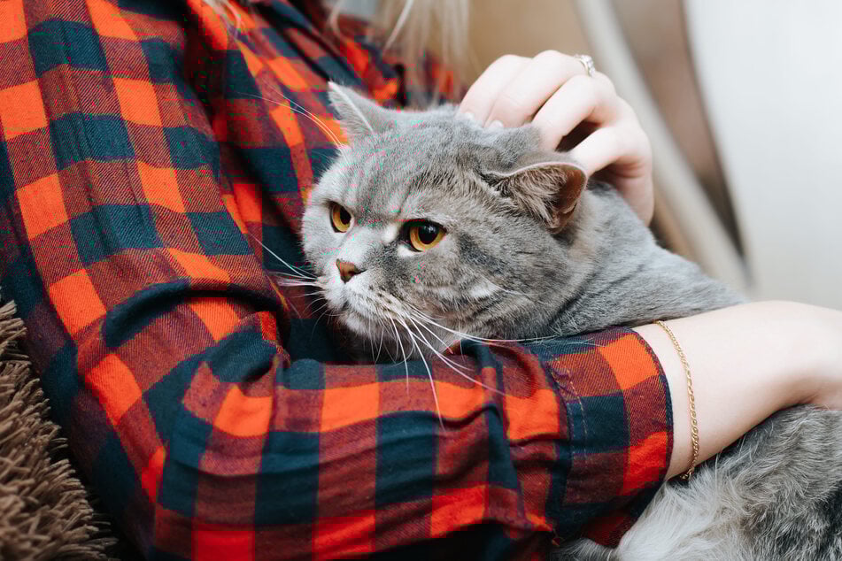 Für Kater Alfie und sein Frauchen gab es nach Jahren ein Happy End. (Symbolbild)