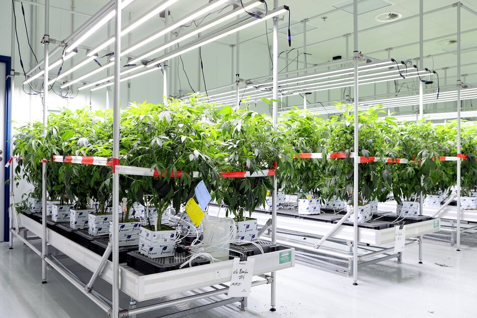 Optimale Bedingungen in den Blüteräumen garantieren das pharmazeutische Produkt von Demecan.