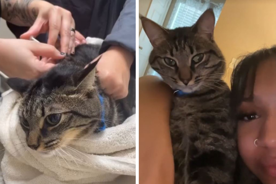 Milo the cat has made millions on TikTok laugh with his dramatic personality switch at the vet, where he got so angry he literally flew across the room.