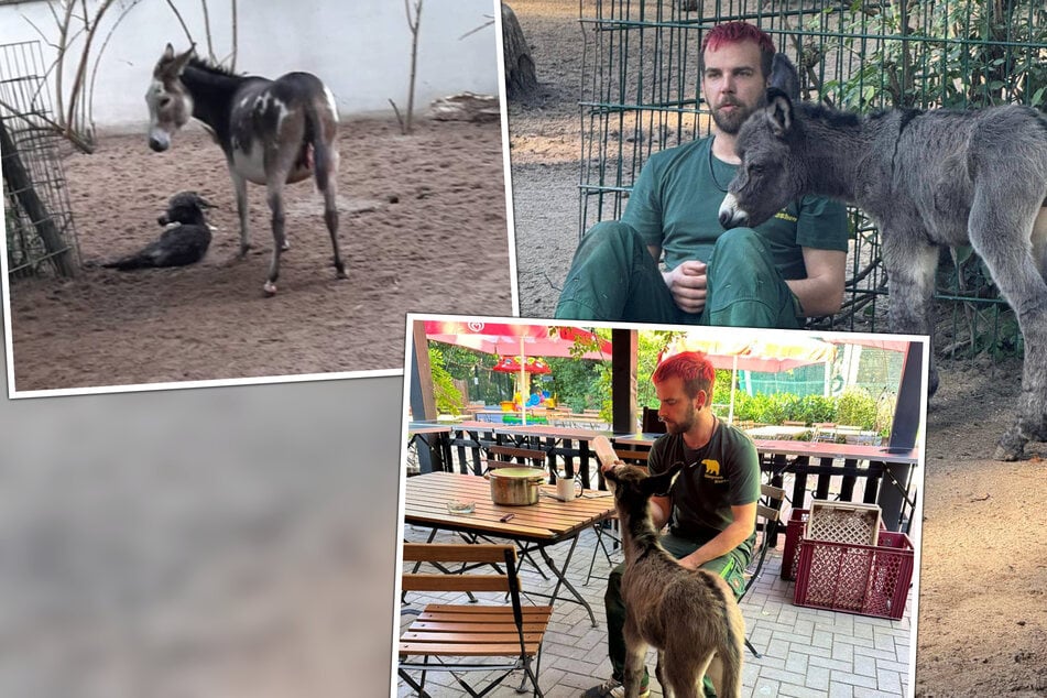 Dramatische Szenen: Esel kollabiert kurz nach Geburt, Tierfleger kämpft um Fohlen