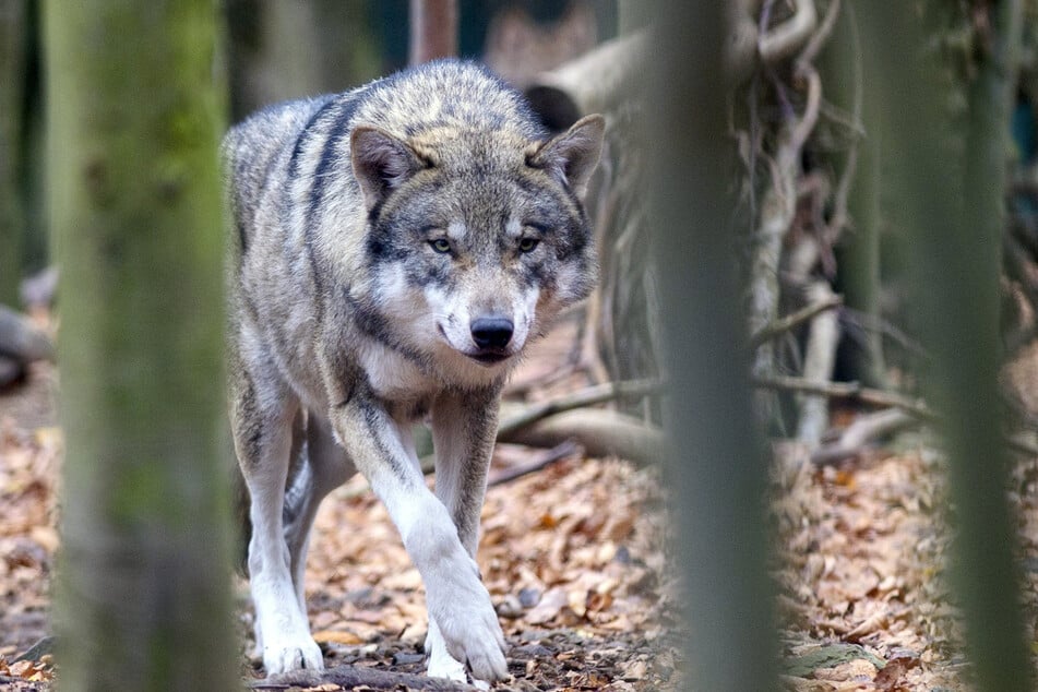 Die Zahl der Wölfe nimmt in Sachsen-Anhalt weiter zu.