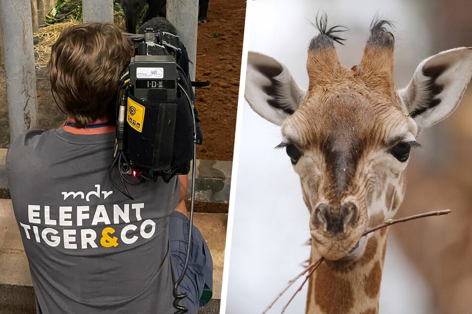 Ohren gespitzt! Bei "Elefant, Tiger & Co." gibt's ab sofort mehr Barrierefreiheit