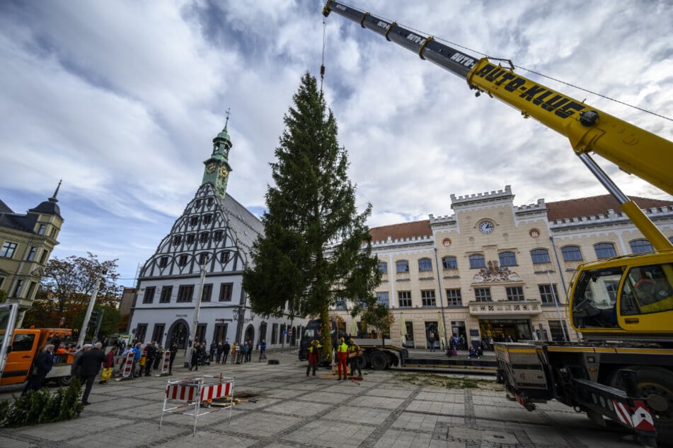 In Zwickau steht der Weihnachtsbaum seit Dienstag, in Chemnitz folgt er am Samstag.