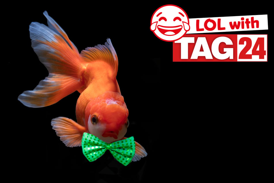 Today's Joke of the Day is a fishy funny!