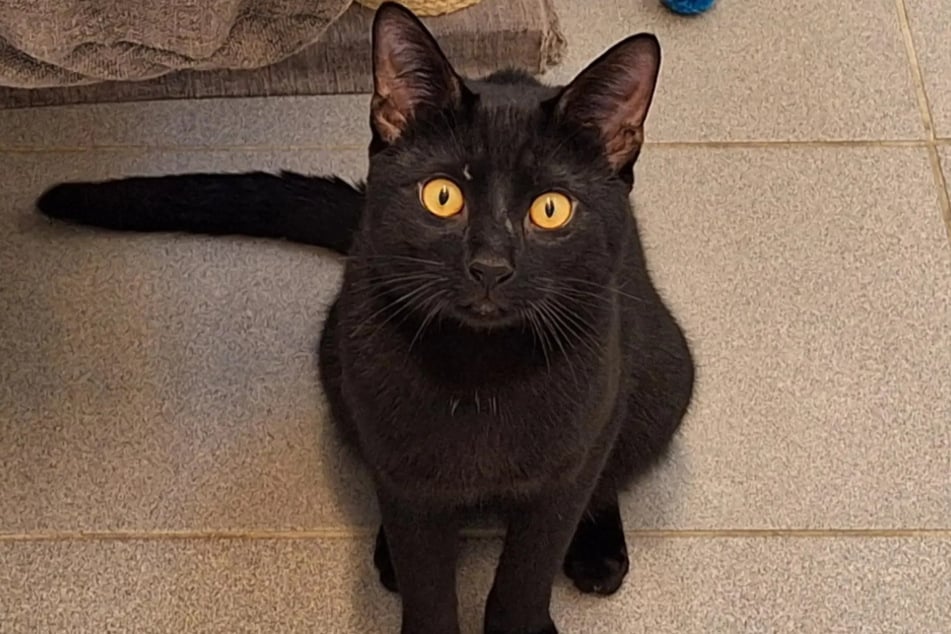 Kater Günni aus dem Hamburger Tierheim ist auf der Suche nach einem richtigen Zuhause.