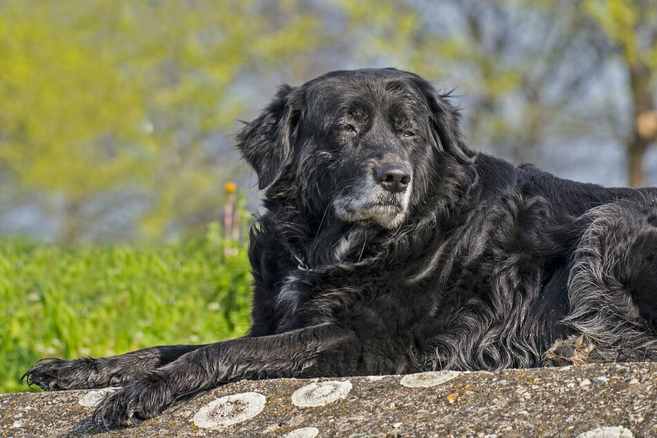 Bei Seniorhunden sind eher ruhige Spaziergänge als auspowernder Sport angeraten.