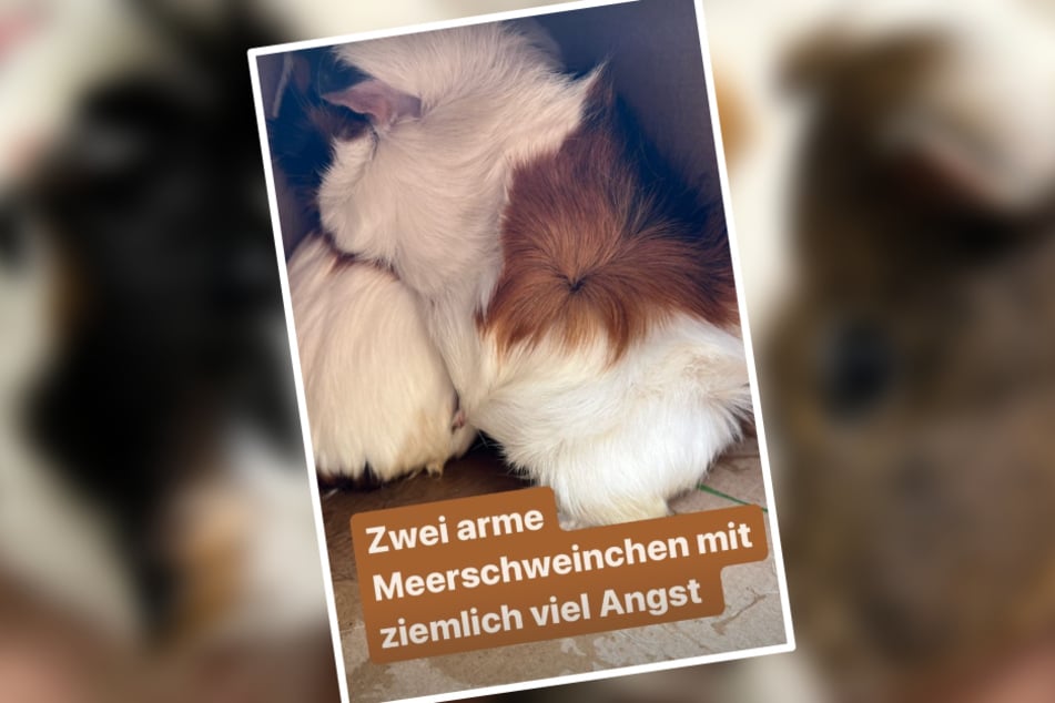 Die beiden Meerschweinchen kauerten sich nach dem Öffnen des Kartons in eine der Ecken.