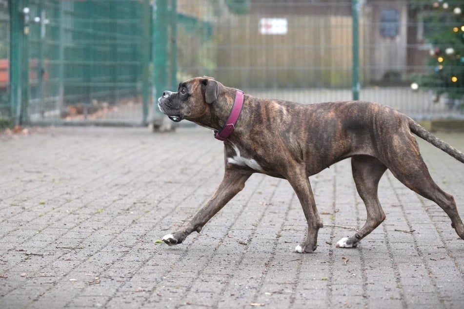 Die Hündin sucht Menschen, die ihr Sicherheit geben.