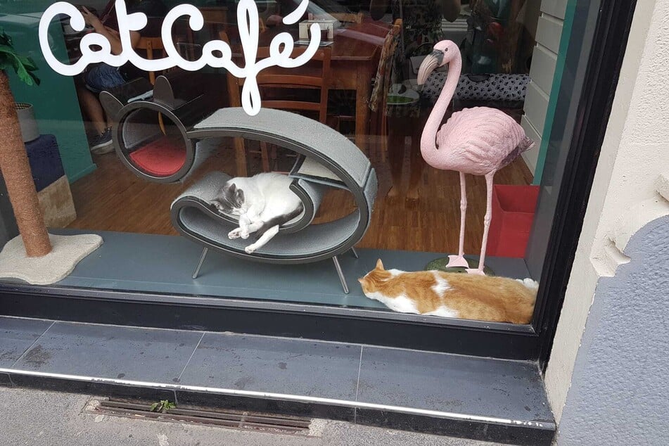 Schmusetiger in einem Katzen-Café in Mailand.