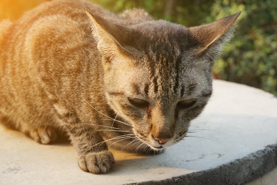 Auch Katzen können an Demenz erkranken. (Symbolbild)