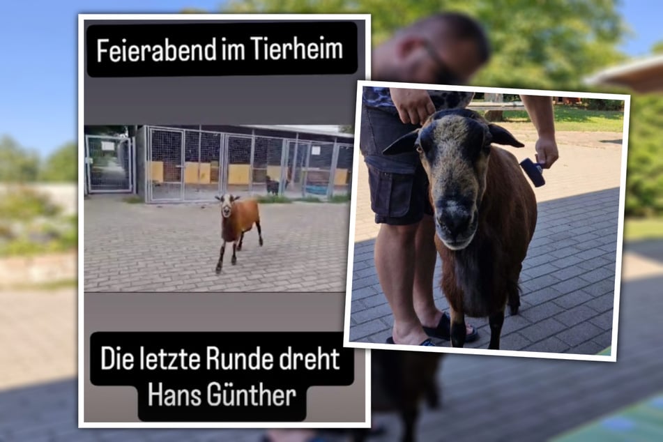 Hans Günther konnte sich bereits im Tierheim einleben und mit seinem Charme den ein oder anderen Vorteil ergaunern.