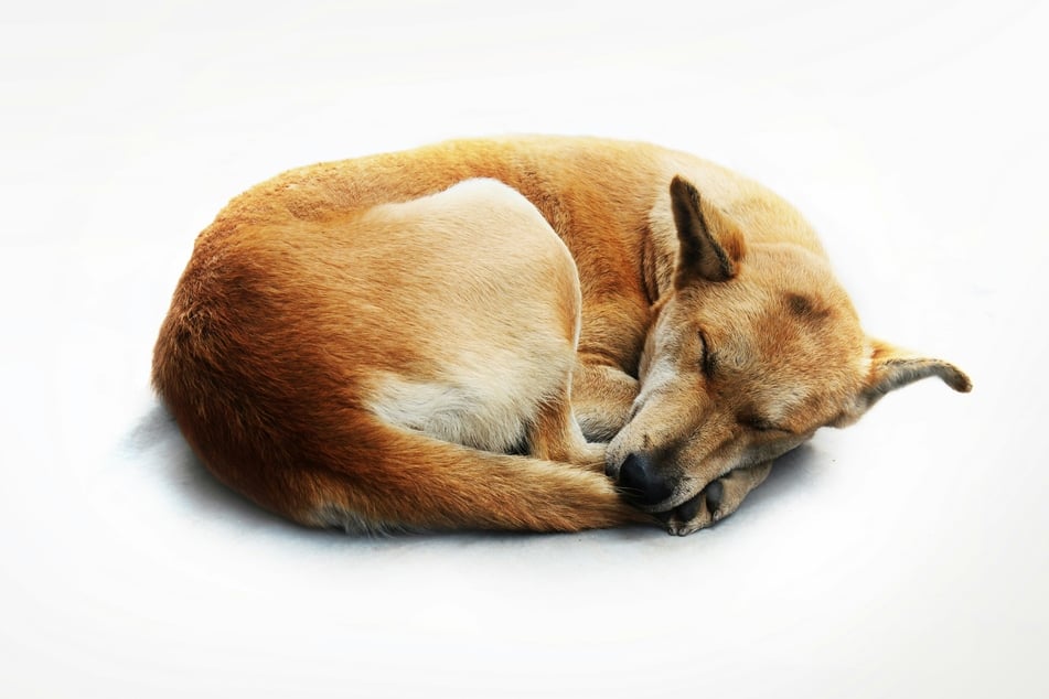Your dog will certainly dream, and it might even move around in its sleep.