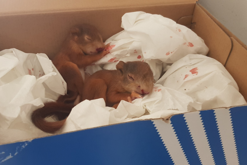 Nach der Attacke ruhten sich die Eichhörnchen-Babys erstmal aus.