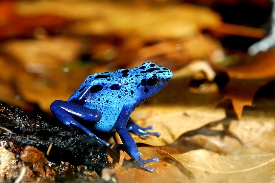 Einige Froscharten besitzen richtig farbenfrohe Körper.