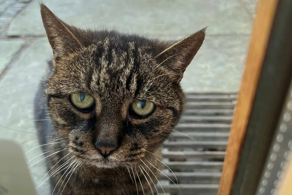 An elderly cat keeps turning up at his neighbor's door for the simple reason that he no longer knows where his own home is.