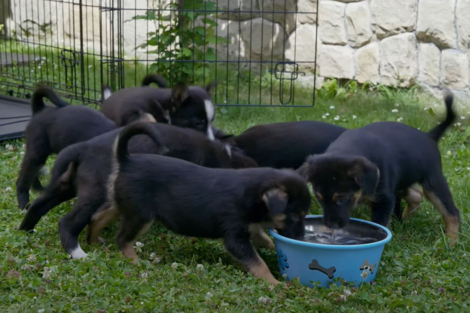 The puppies rushed to get their drinking water after being rescued from the front lines of battle in Ukraine.