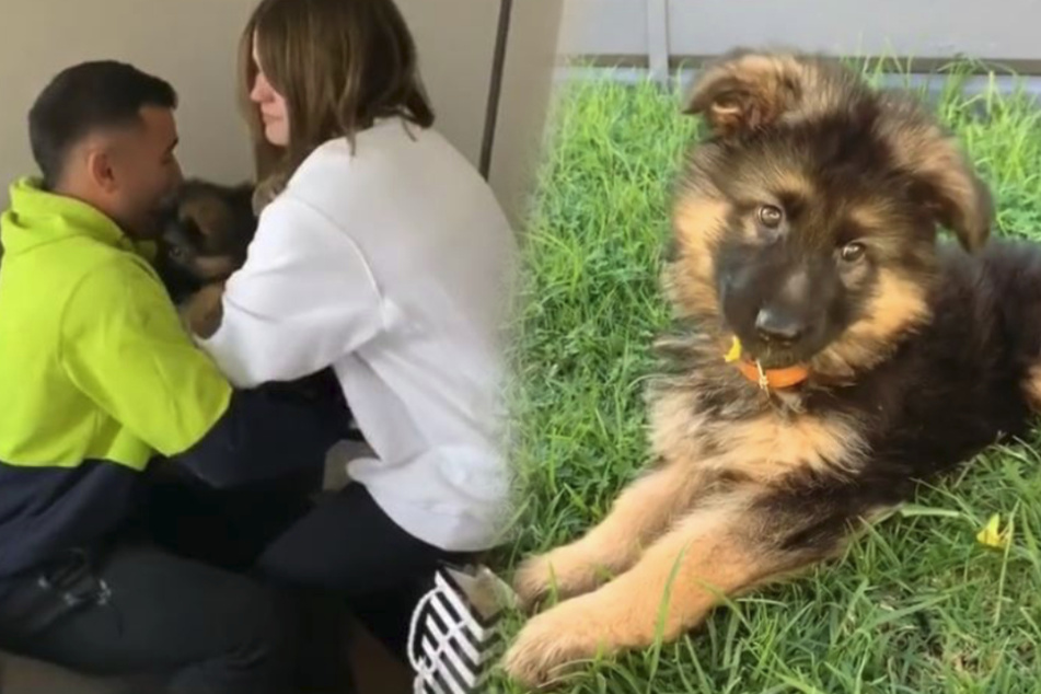 Mann bekommt Hund zum Geburtstag: Seine Reaktion bricht Millionen das Herz