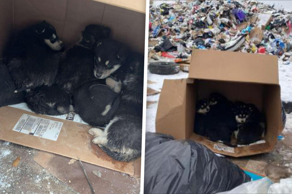 A litter of puppy dogs got rescued from a snow covered dump!