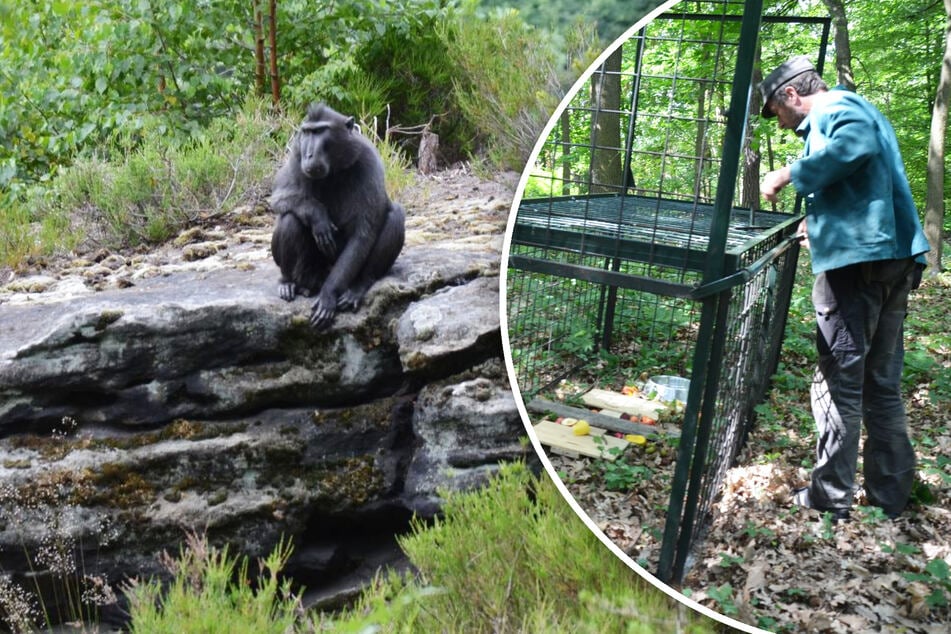 Wildtier-Falle schnappt zu: Vier ausgebüxte Affen sind wieder da