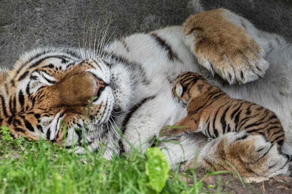 So süß! Hagenbeck gewährt Einblick in die Kinderstube ihrer kleinen Tigerbabys