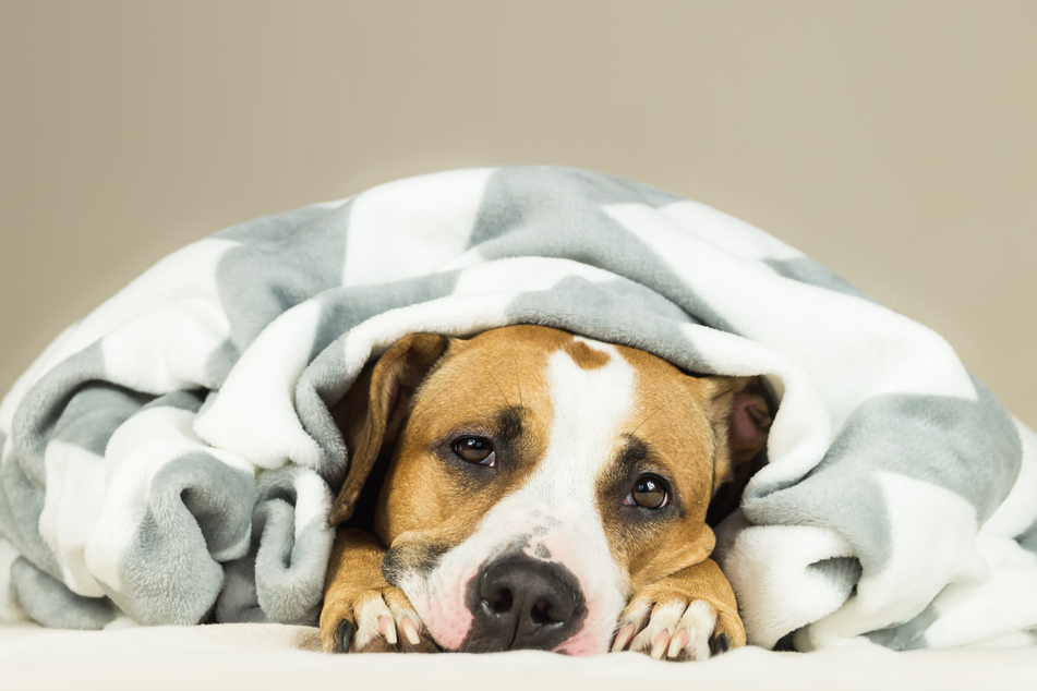 If you think that your dog is sleeping too much, it might be time for a trip to the vet.