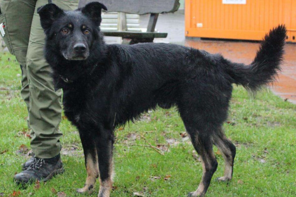 Der Vierbeiner leidet an einer neurologischen Erkrankung des unteren Rückenmarks, wegen der er sein Leben lang Medikamente brauchen wird.