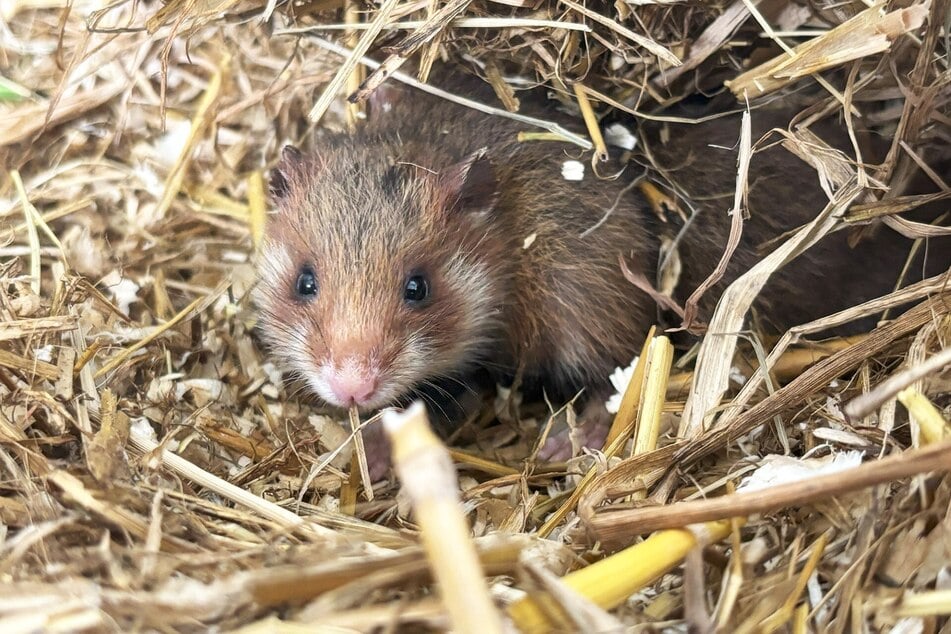 Seit dem Jahr 2021 setzt sich der Zoo Leipzig zusammen mit dem Arbeitskreis "Kooperativer Feldhamsterschutz im Freistaat Sachsen" für den Schutz des bedrohten Tieres ein.
