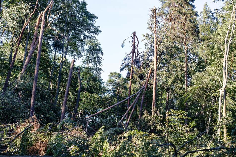 Circa 35.000 Kubikmeter an Holz sind den zwei Stürmen zum Opfer gefallen.