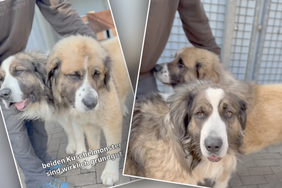 Lolek und Bolek stehen beide extrem auf Streicheleinheiten.