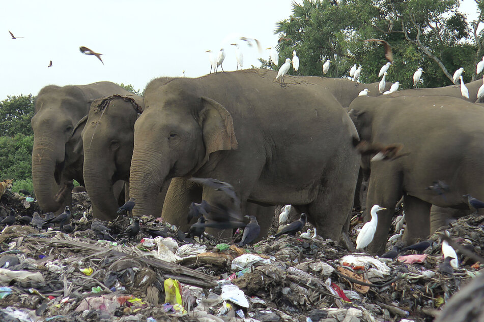 Naturschützer und Tierärzte warnen davor, dass Plastikmüll in der offenen Mülldeponie im Osten Sri Lankas die Elefanten in der Region tötet, nachdem kürzlich zwei weitere Tiere tot aufgefunden wurden.