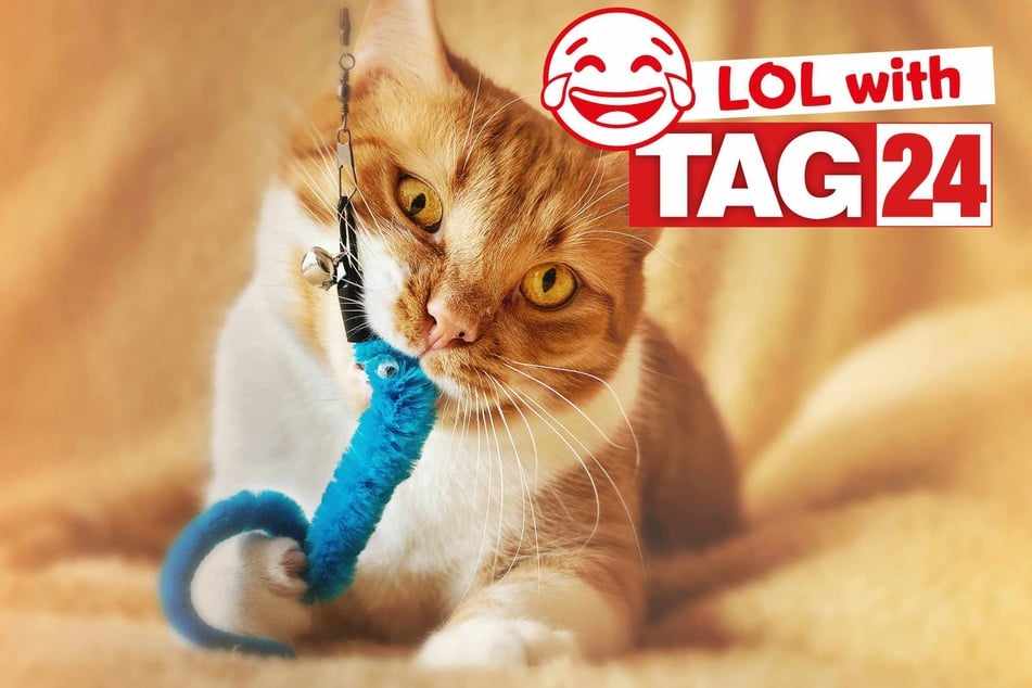 Joke of the Night for April 25, 2026: A cat funny this Caturday!