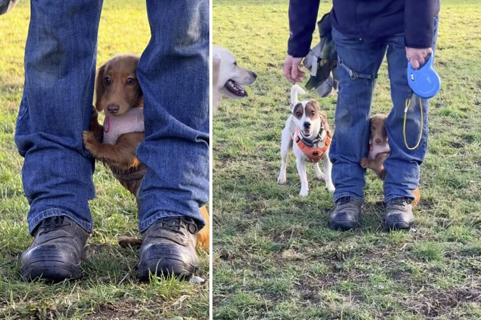 Minidackel Susan besuchte zum ersten Mal einen Hundepark - und war etwas überfordert.