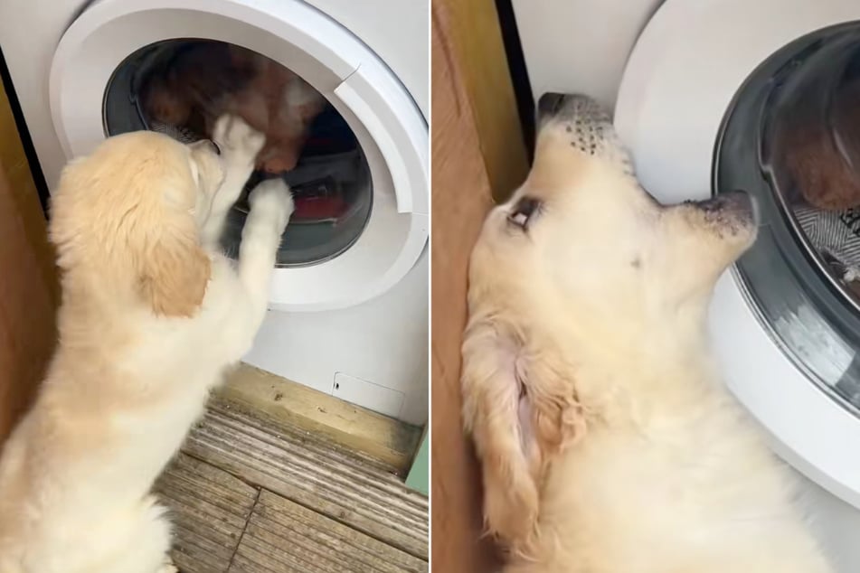Da hat er aber Pech: Die Waschmaschine reagiert auf Golden-Retriever-Welpe Lord Archibald wie auf einen zahnlosen Tiger - gar nicht.