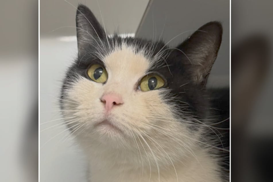 Da Katze Liv durch ihre zahme Art auffällt, gehen die Tierretter davon aus, dass sie zuvor in einem Haushalt gelebt hat.